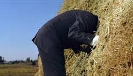 Find a neddle in a haystack